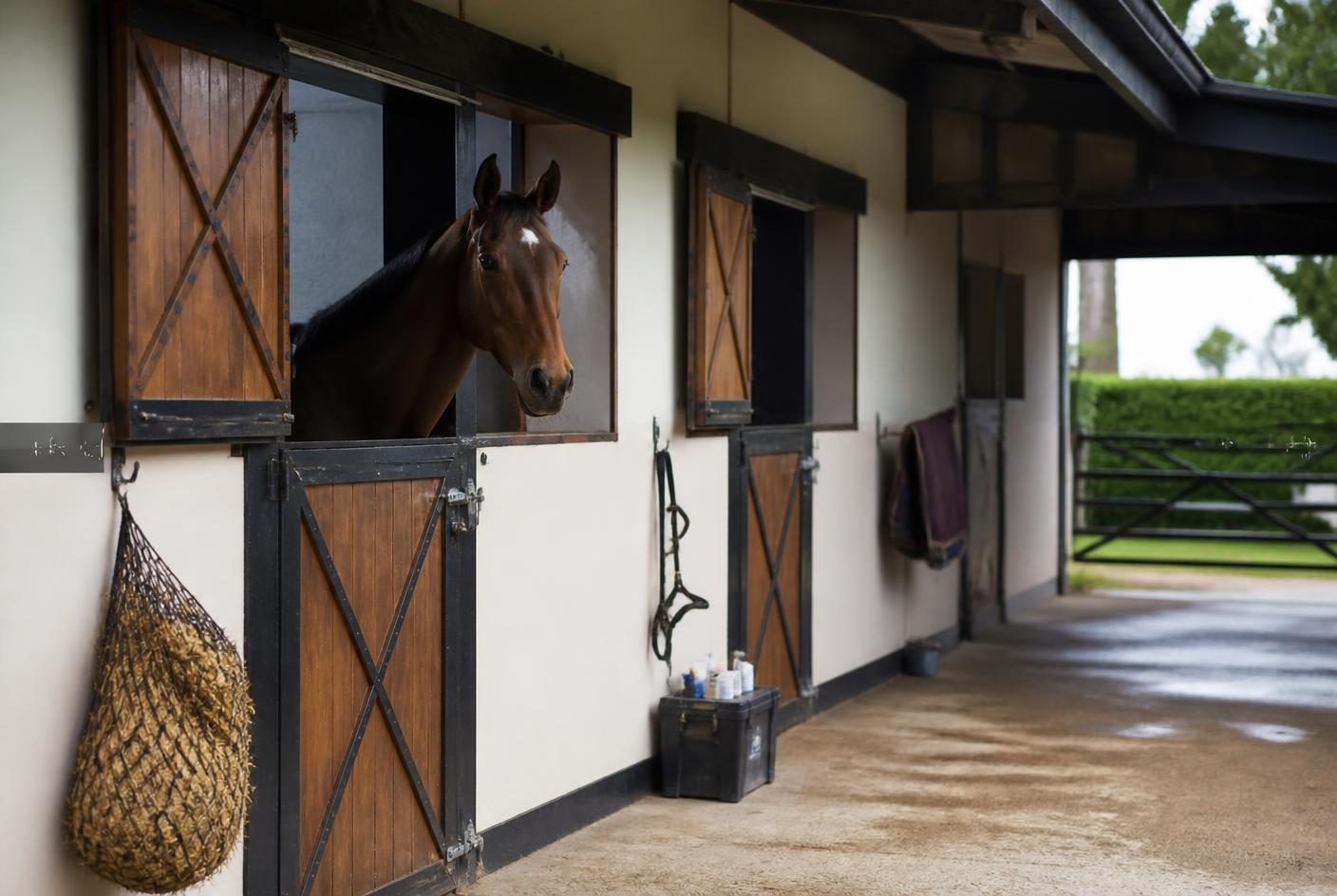 Horse looking out over a timber stable door on a swept yard