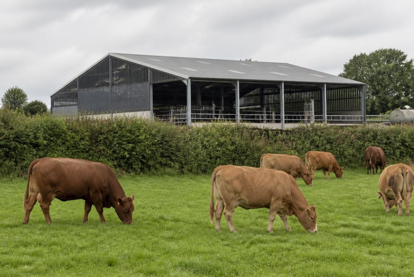 Cattle grazing pasture in front of a steel-framed livestock barn