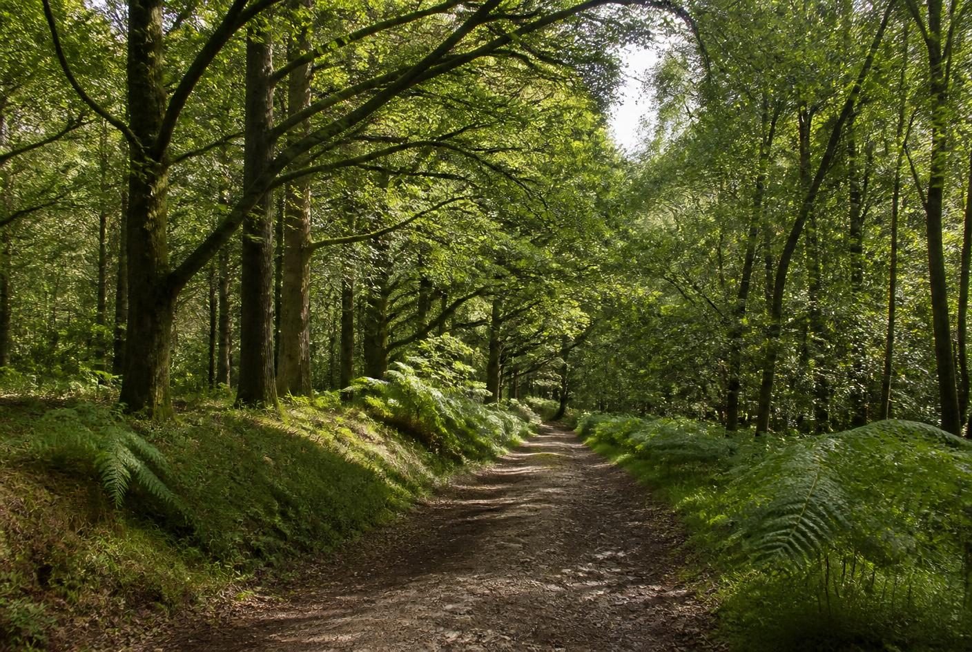 Track running through mixed broadleaf woodland with ferns along the banks