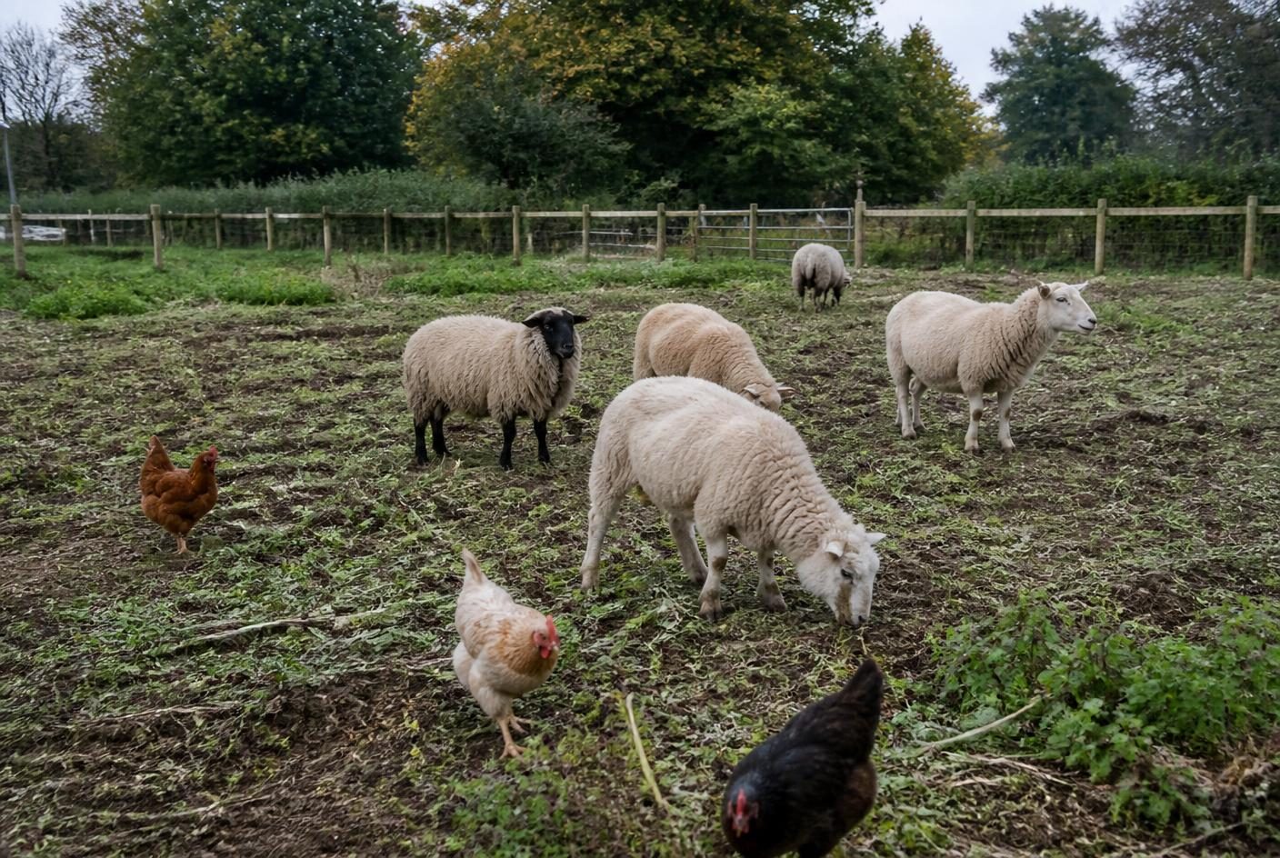 Sheep and hens grazing a fenced smallholding paddock beside a hedgerow